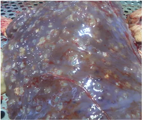 Figure 2. Contamination lung to hydatid cyst according to con- taminated organ.                                       