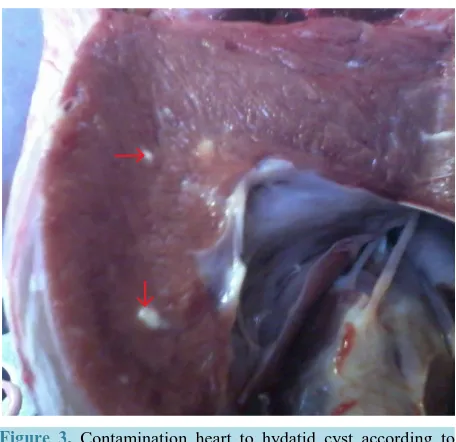 Table 2. Contamination abundance of hydatid cyst according to fertility and infertility status of the cysts in examined carrions in the slaughterhouse of Kermanshah (west Iran) in 2012