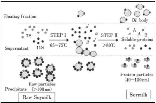 Figure 2. Process of protein separation in heated soya milk [11]. 