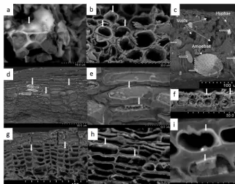 Figure 1. Si in biological tissues of beech trees observed with scanning electron microscopy.(the testate amoeba shells (horizontal empty white arrows)