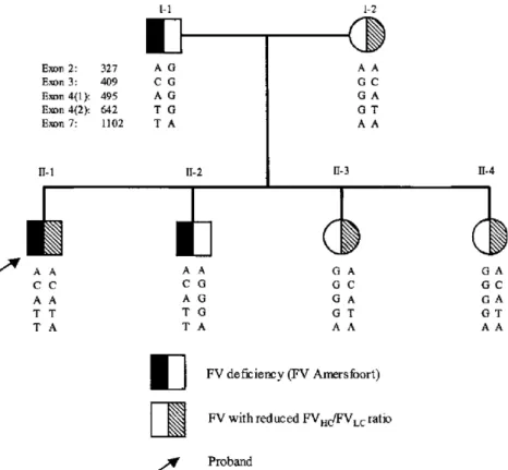 Fig. 1. Pedigree of FV deﬁcient family. In this pedigree FV deﬁciency (FV Amersfoort) and reduced FV(HC)/FV(LC) antigen ratios (Table 1) are indicated together with the genotypes for the polymorphisms found in the exons coding for the heavy chain (Table 2)
