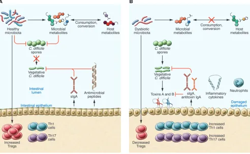 Figure 2. Proposed mechanisms of the microbiota on pathogen resistance and the host during cDi