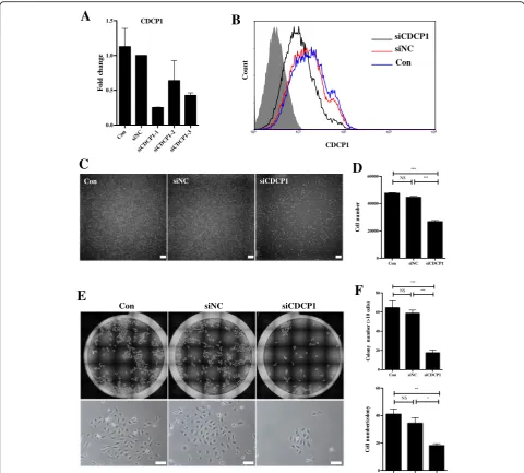 Fig. 5 CDCP1 knockout inhibits cell proliferation and colony-forming capabilities in HpSCs.HpSCs (HpSCs transfected with negative control siRNA; black line, HpSCs transfected with siCDCP1.onto 24-well plates at a density of 400 cells/well, photographs take
