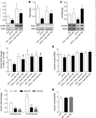 Figure 8. miR-199a-3p and -342 regulate mTOR protein levels and **islet cells treated with or without anti–miR-342