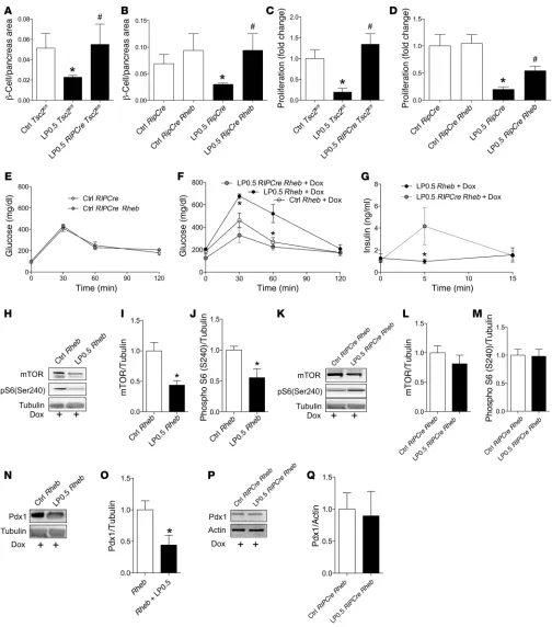 Figure 9. Transient activation of mTORC1 in ββ cells during development rescues neonatal β cell fraction, glucose intolerance, and insulin secretion dysfunction in LP0.5 mice