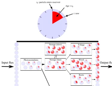 Figure 1. Graphical representation of the concepts of age and transit time distributions in a vegetation model