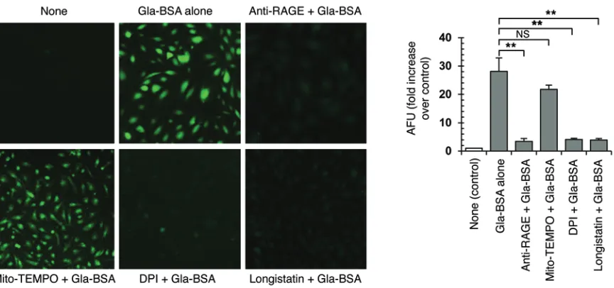 Figure 3. Effects of longistatin on cellular ROS. HUVECs (1 × 10to adhere overnight. Cells were treated without or with Gla-BSA (100 (20 100 5 cells/chamber) were seeded onto chamber slides or 96-well cell-culture plates and allowed μg/ml) in the absence o
