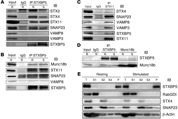 Figure 2. STXBP5 is associated with platelet SNARE complexes and cytoskeleton. (5 minutes