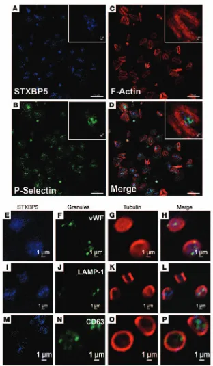 Figure 3. STXBP5 is present in platelets. Washed human platelets were allowed to bind to fibrinogen-