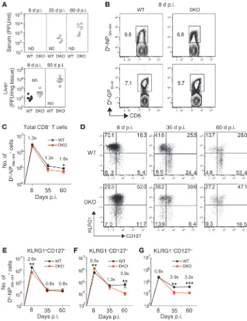 Figure 1. STIM1 and STIM2 in T cells control immunity to acute LCMV tetramers. (V-specific (Dand DKO (bers of LCMV-specific terminal effector (KLRG1cells in the spleens of WT (DKO (60 p.i