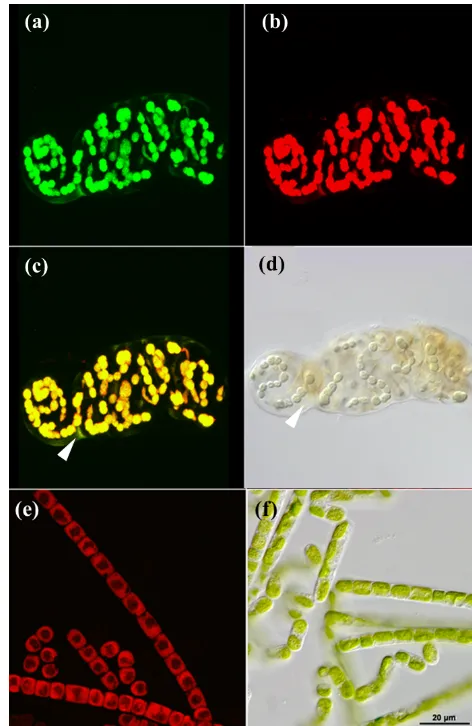 Figure 1. CLSM and light microscopy micrographs of photoau-totrophic organisms. Nostoc sp
