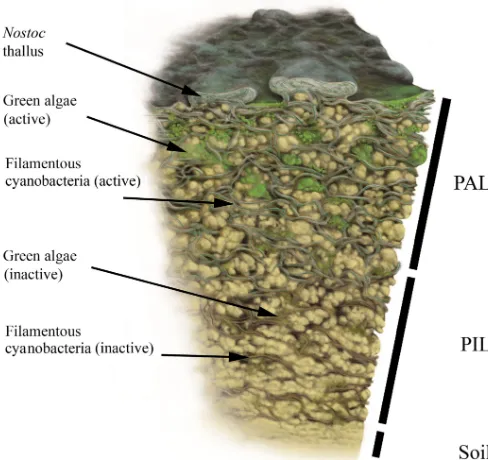 Figure 3. Biomap scheme. Simpliﬁed illustration of a vertical BSCcross section with photosynthetic active cyanobacteria and green al-gae in the PAL (photosynthetic active layer) stratum as well as bothfractions in their dead or inactive forms within the PI