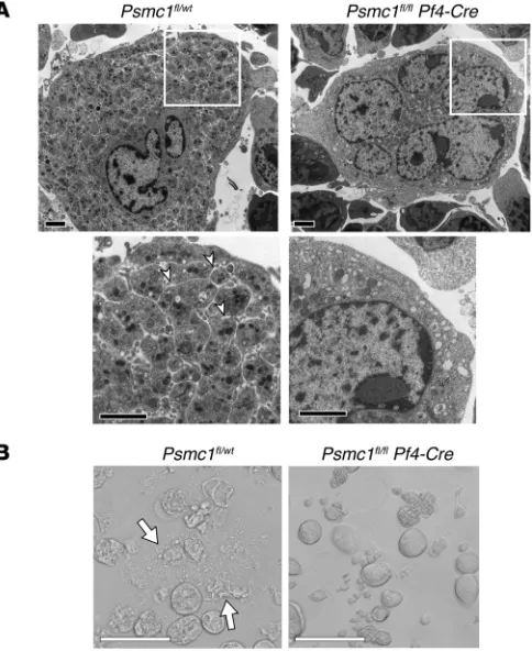 Figure 6. Platelet territories and proplatelets fail to form in PSMC1-deficient megakaryocytes.with the multilobed nucleus