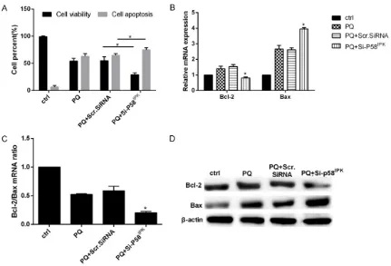 Figure 4. Low-expression of p58ipk enhanced the cell apoptosis of SH-SY5Y induced by PQ