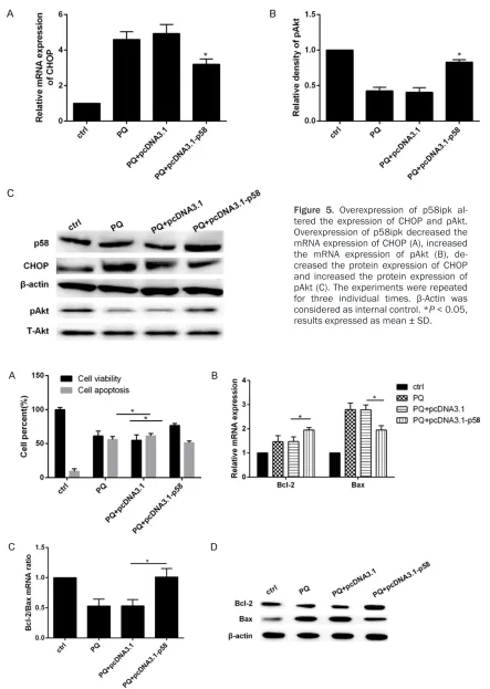 Figure 5. Overexpression of p58ipk al-tered the expression of CHOP and pAkt. Overexpression of p58ipk decreased the mRNA expression of CHOP (A), increased the mRNA expression of pAkt (B), de-creased the protein expression of CHOP and increased the protein 