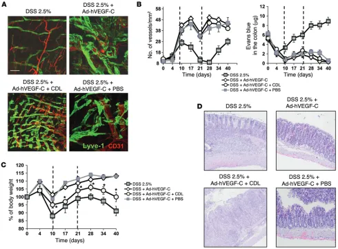 Figure 7. MΦcounted in 10 regions per section, and the numbers were normalized per total section area expressed in mm depletion using CDL reduces protection of VEGF-C–overexpressing mice during DSS-induced colitis