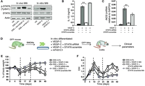 Figure 9. Resolving MΦstimulated in vitro with VEGF-C or mF431C1 (experiments. **eters such as body weight (group at the indicated time points ± SEM