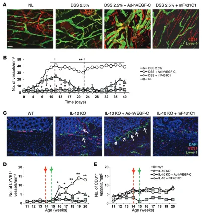Figure 3. Systemic delivery of Ad-hVEGF-C increases LV density in colitic mice. Whole mounts of proximal, distal, and rectal colonic segments from DSS cycles