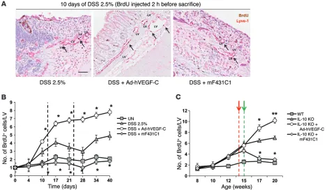 Figure 4. LV proliferation is increased in VEGF-C–treated colitic mice and blocked upon mF431C1 administration