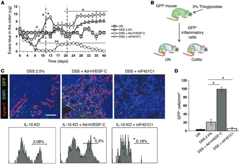 Figure 5. Systemic delivery of VEGF-C markedly increases lymphatic drainage and mobilization of inflammatory cells from the inflamed colon to DLNs.(section were quantified and are presented as AU