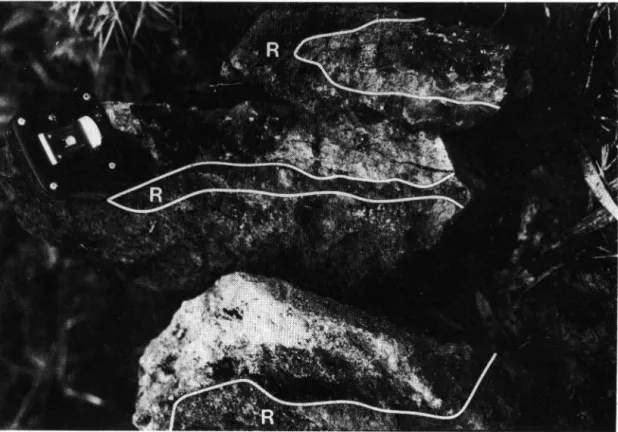 Fig. 6: Weathering rinds from outer Gorges end moraine, Nithi River Basin,  Mount Kenya; R — rind (rock surface weathered to clay and Fe oxides)