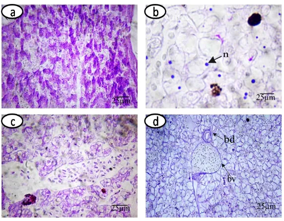 Figure 4. Sections of the liver of Bufo regularis tadpoles (stage 66) showing positively stained connective tissue, apoptotic nuclei (ap), bile duct (bd), bile ductiulies (bds), blood sinusoids (bs), hepatocytes (h), hepatic acini (ha), Kupffer cells (kc),