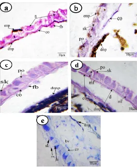 Figure 6. Sections and semithin section of the back body skin of Bufo regu-laris tadpoles stage 44, (b) stage 48, (c) and (e) stage 54, (d) stage 55 show-ing, blood vessel (bv), collagenous fiber (co), dermal layer (d), dermal mela-nophores (dmp), epiderma