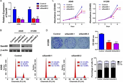 Figure 4. Knockdown of Sam68 inhibits cell proliferation of lung cancer cell. (A) A549 or H1299 cells were trans-fected with either control siRNA oligos or two Sam68 siRNA oligos
