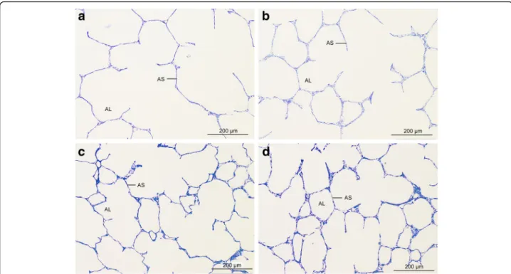 Fig. 2 Light micrographs of lung parenchyma. Lung parenchyma was unaltered in all groups in most sections