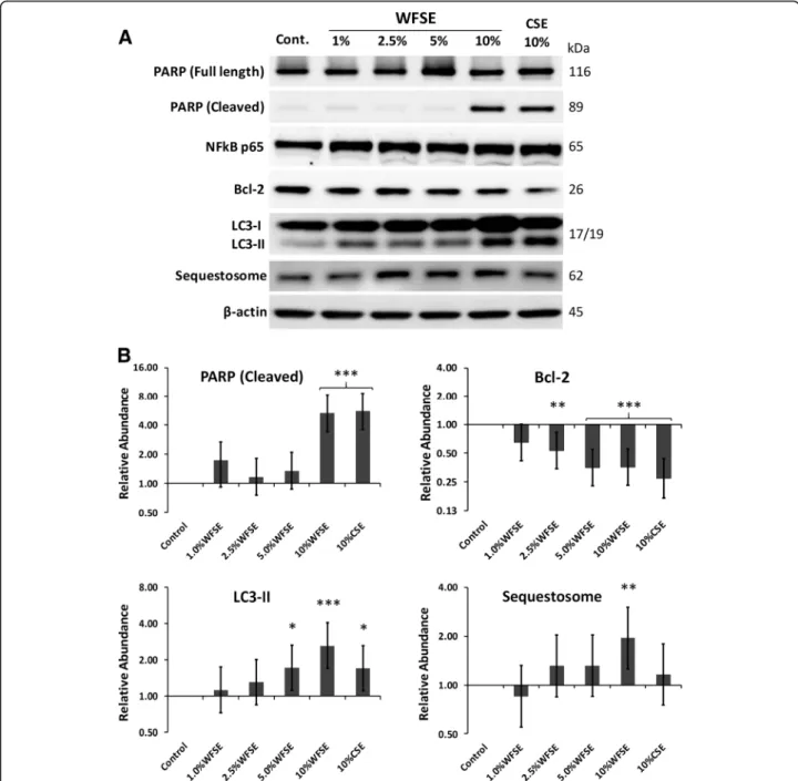 Fig. 2 Inhibition of autophagic flux and apoptotic changes in primary SAEC exposed to WFSE