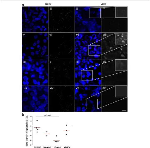 Fig. 3 a Confocal microscopy of early and late-passage CV-MSC (i–iv), BM-MSC (v–viii), AT-MSC (ix–xii), and UC-MSC (xiii–xvi) analyzed by Q-FISH.Telomeres were stained with Tel-Cy3 peptide nucleic acid probe and chromatin was stained with DAPI (overlaid im