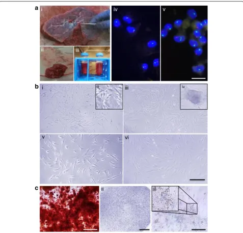 Fig. 1 aToluin Blue (proteogyclans), and Oil Red O (lipid droplets) stained CV-MSC in passage 3 after respective osteogenic (i, scale = 500adherence (ii), in passage 1 (i, v), in passage 5 (iii, iv), and in passage 10 (vi)