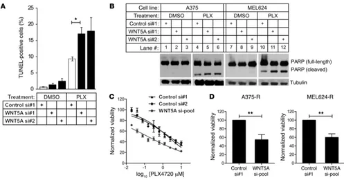 Figure 3WNT5A loss of function decreases the viability of both PLX-naive and PLX-resistant melanoma cells
