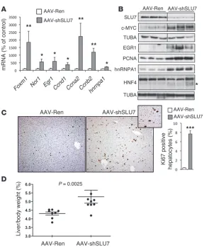 Figure 7Slu7counted per liver. Original magnification,  knockdown triggers proliferation-related gene expression and promotes liver growth
