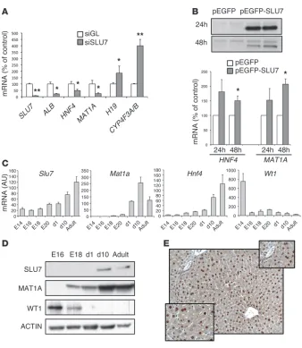 Figure 4E). Moreover, SLU7 was required 
