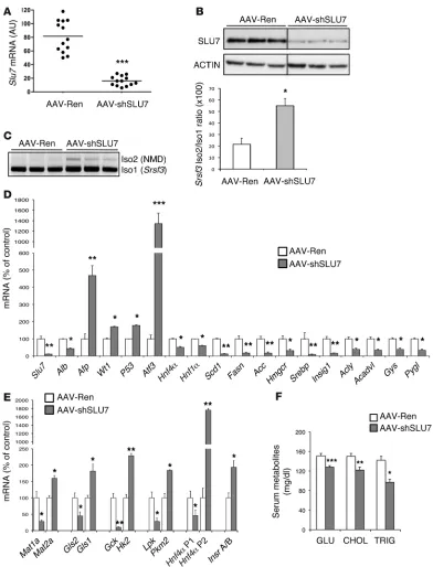 Figure 3SLU7 is required for the preservation of the genetic program characteristic of the differentiated, quiescent, and metabolically functional liver