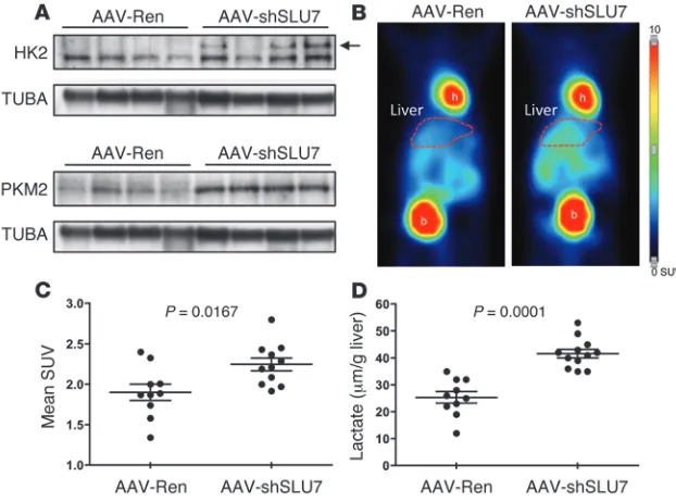 Figure 6Slu7 knockdown promotes hepatic glycolytic gene expression and enhanced glucose uptake and metabolism