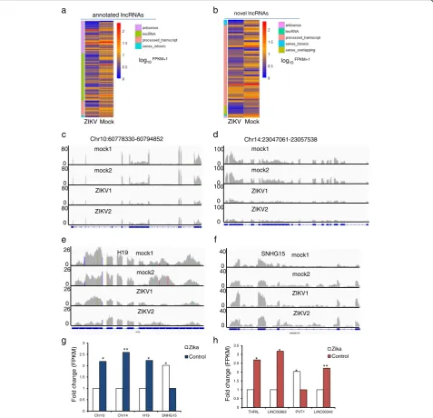 Fig. 2 Expression of lncRNAs in ZIKV infected cells. a, b. heatmap showed 92 annotated and 57 novel DE lncRNAs, respectively