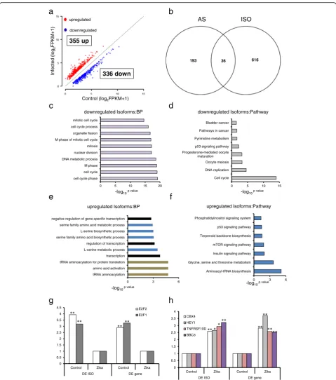 Fig. 4 Isoform changes in the ZIKV infected hNPCs transcriptome.plotted. A Total of 691 significant isoform changes were found with 355 gene isoforms showing increase of expression and 336 showing reduction.X-axis shows uninfected hNPCs control, and Y-axis