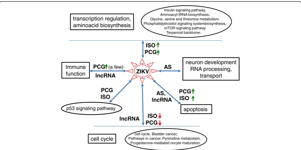 Fig. 5 ZIKV induced host responses and alterations of host transcriptome. Several DE lncRNAs, ISOs and PCGs were enriched in cell cycle,apoptosis, immune response, transcription regulation, amino acid biosynthesis, mTOR signaling pathway and p53 signaling 