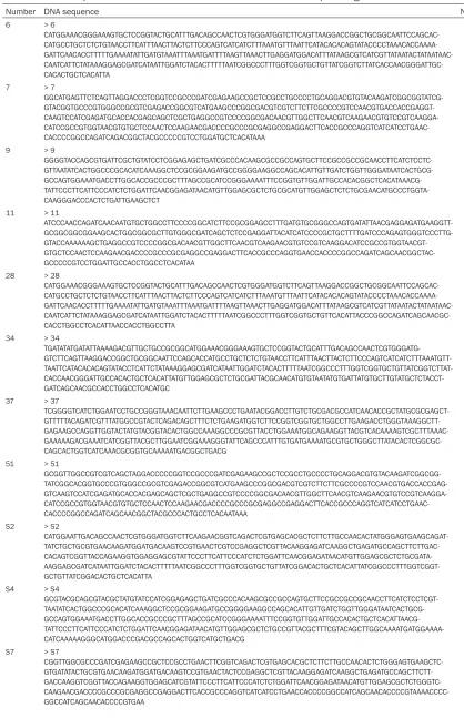 Table 3. DNA sequence of EF-1α in different strains of B. h after sequencing