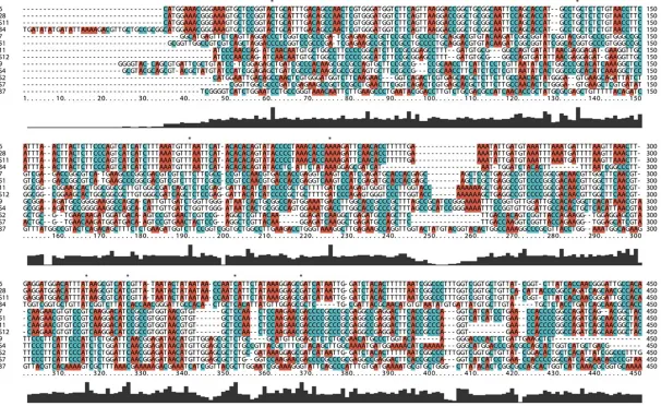 Figure 4. Multiple sequence alignment of the 13 DNA sequences of B. h strains. The images indicated that the 13 DNA sequences of B