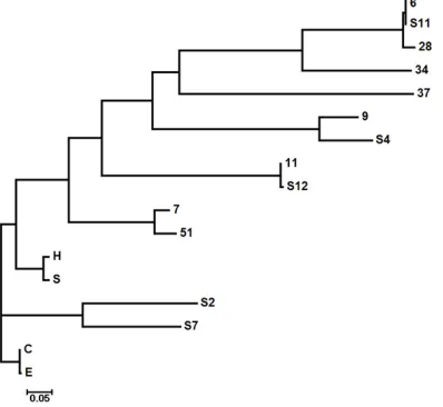 Figure 5. Phylogenetic analysis of the 13 DNA se-quences of B. h strains after sequencing and 4 strains of B