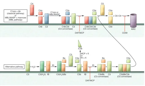 Figure 1Schematic representation of the complement cascade. C1q,r,s cross-linking of antibodies activates the classical pathway