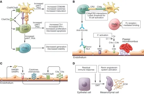 Figure 2Overview of pathogenic mechanisms linking complement to kidney transplant injury