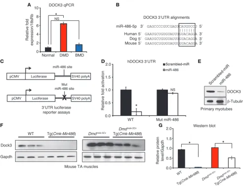 Figure 7DOCK3 is a direct target of miR-486 in skeletal muscle. (