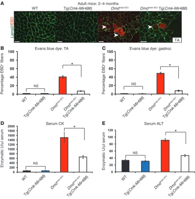 Figure 2Dmdmdx-5Cv Tg(Cmk-Mir486) mice have improved muscle membrane integrity and serum biochemistry