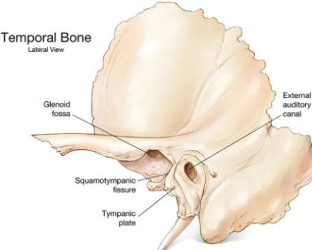 FIG 1. External sagittal view of the left temporal bone depicting thetympanic plate as it forms part of the anterior wall of the externalauditory canal.
