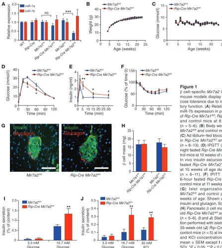 Figure 1βMir7a2Mir7a26-hour fasted control mice at 11 weeks of age ((35-week-old ((tion performed with islets from 5- ( cell–specific Mir7a2 loss-of-function mouse models display increased glu-cose tolerance due to improved secre-tory function
