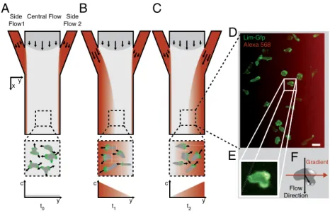 Fig. 1. Concept of a microfluidic, bidirectional gradient generator. (A) Schematics of a three-inflow microfluidic chamber, generating alternating chemotactic gradient fields for live cell ensemble imaging